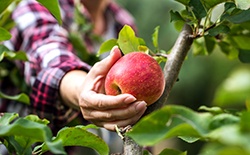 Woman picking an apple